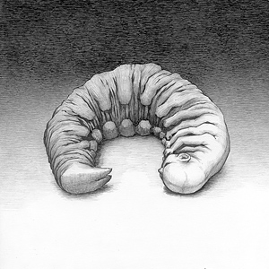 White Larva by Alex Andreev